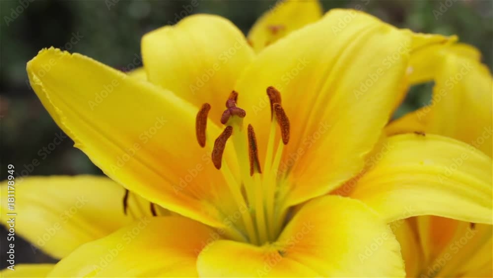 closeup lily yellow,beautiful yellow flower lily in the garden grows