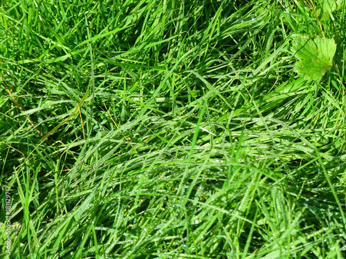 Nature summer meadow bright greenery closeup 