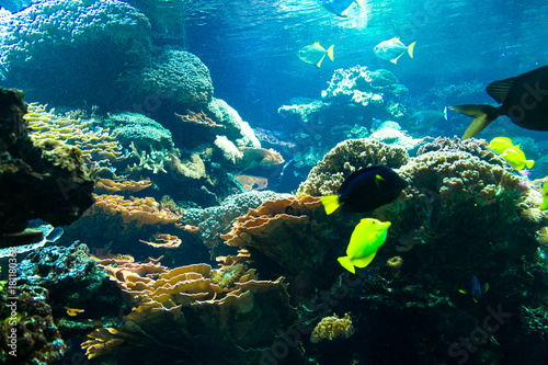 Fototapeta Naklejka Na Ścianę i Meble -  Deep Water Aquarium Underwater Landscape