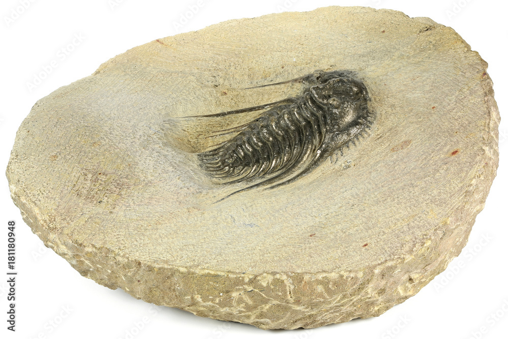 complete pyritised Leonaspis (Kettneraspis) sp. trilobite from Morocco