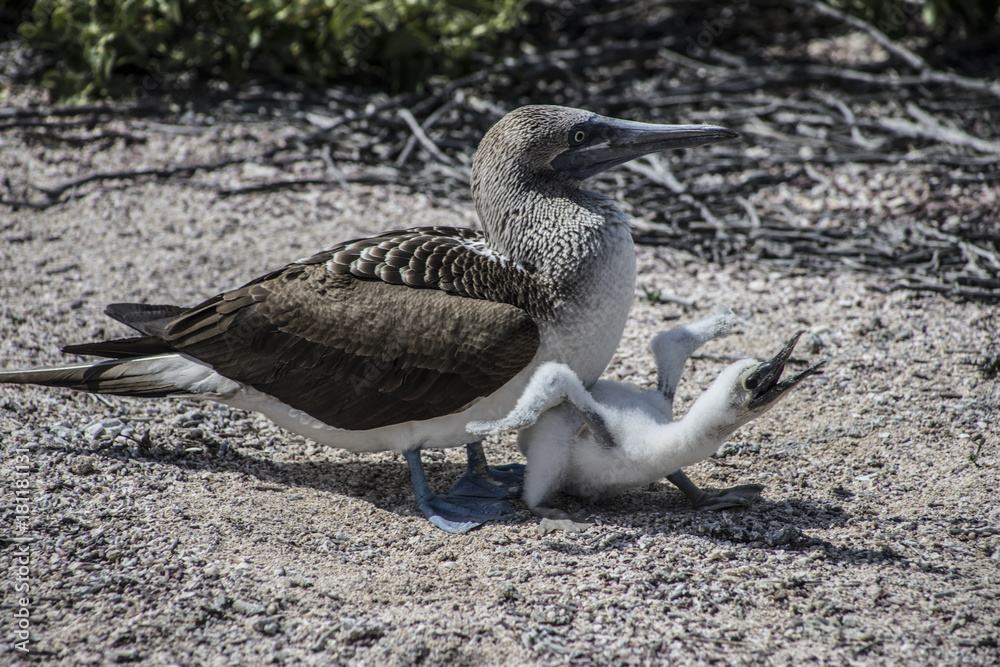 Fototapeta premium Blue Footed Boobie Birds in Galapagos Islands