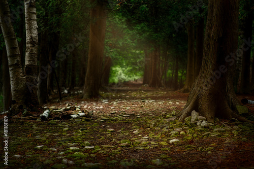 Filtered golden sunlight in a forest glen
