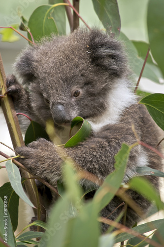 Fototapeta Naklejka Na Ścianę i Meble -  joey koala