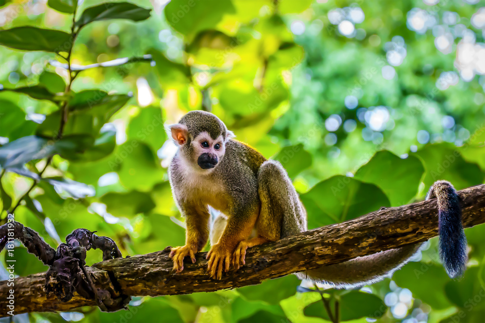 Totenkopf affe im Dschungel