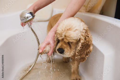 Fototapeta Naklejka Na Ścianę i Meble -  Dog is taking a shower at home