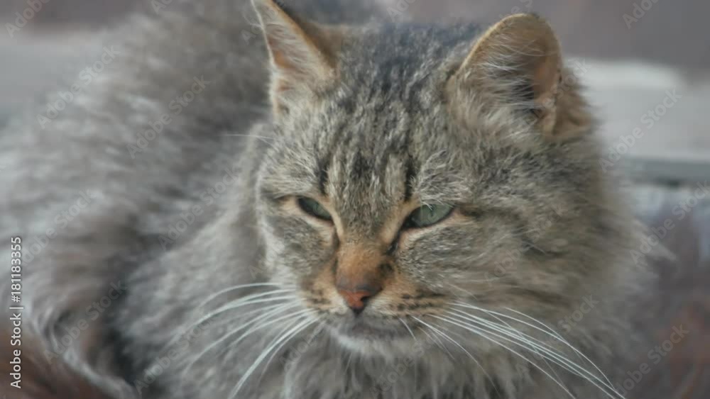 portrait evil dissatisfied homeless cat on the street close-up looks sitting sad portrait evil dissatisfied homeless cat on the street close-up looks sitting sad