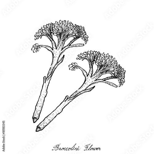 Hand Drawn of Fresh Raw Broccolini on White Background photo