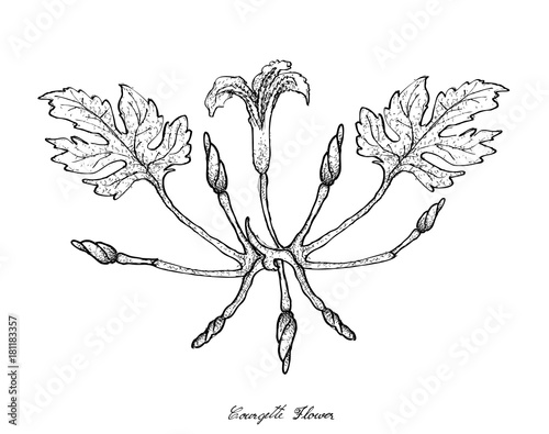 Hand Drawn of Courgette Flowers on White Background