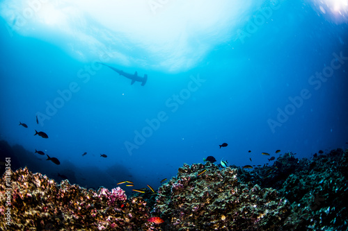 Hammerhead Sharks in Galapagos Islands