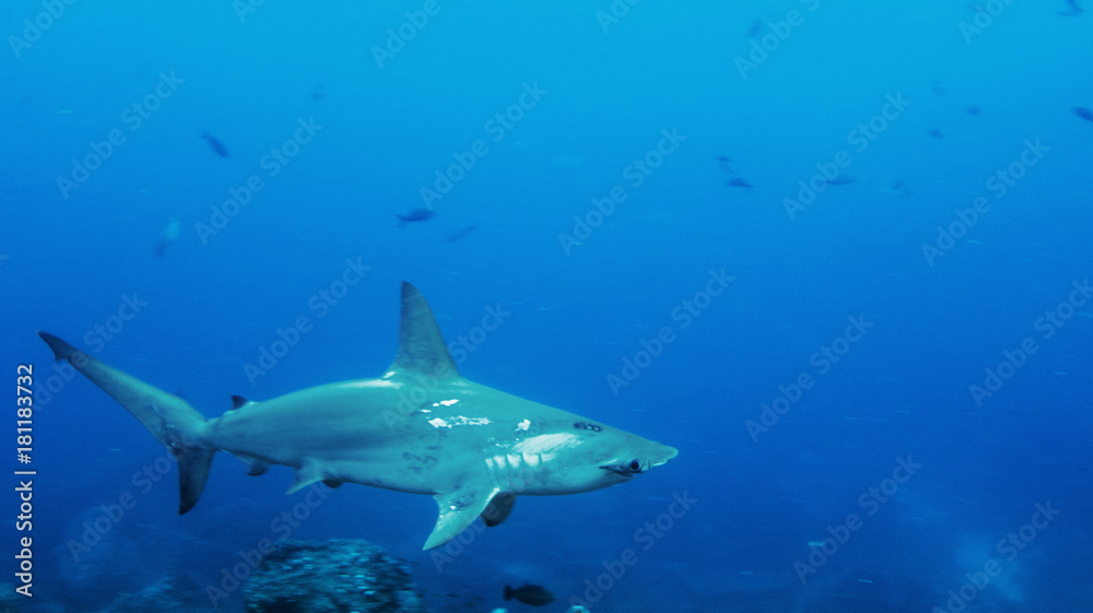 Hammerhead Sharks in Galapagos islands