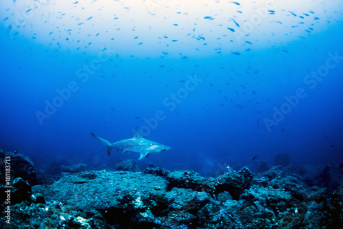 Hammerhead Sharks in Galapagos islands © Lindsey