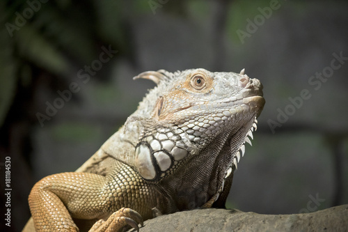 iguana