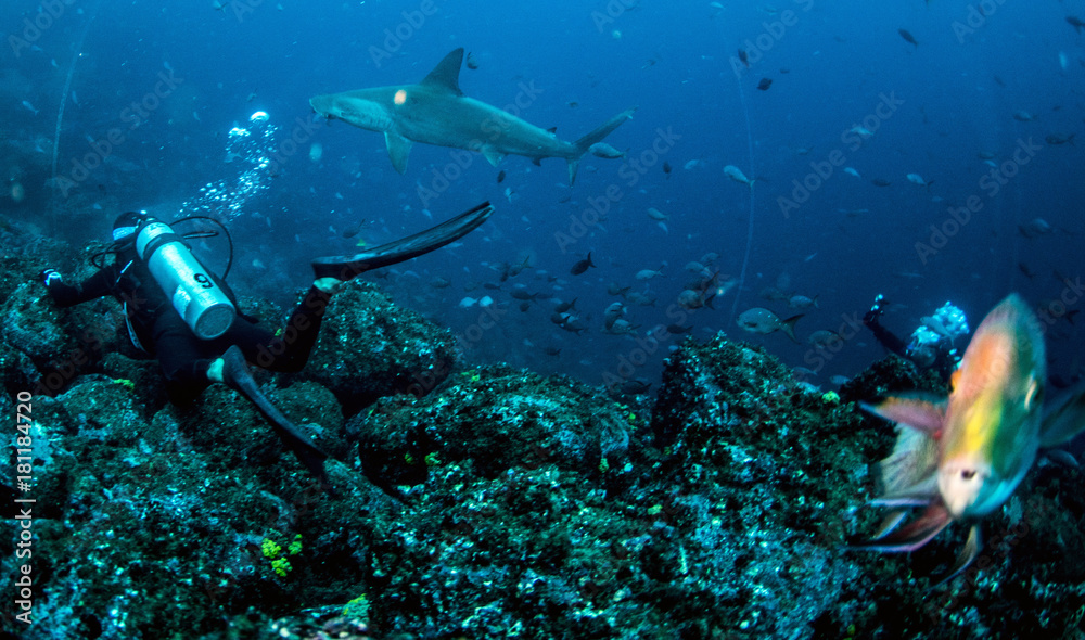 Fototapeta premium Hammerhead Sharks in Galapagos Islands