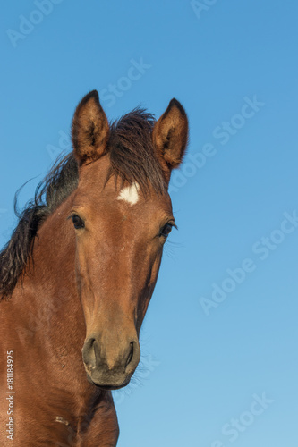 Portrait of a Wild Horse