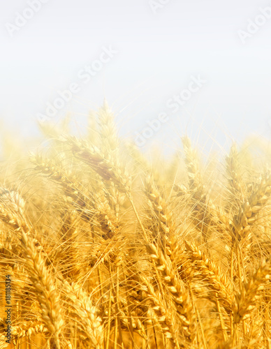 wheat field in the fog