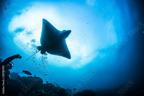 Canvas Print Eagle Ray Sting Ray Underwater in the Galapagos Islands, Eduador