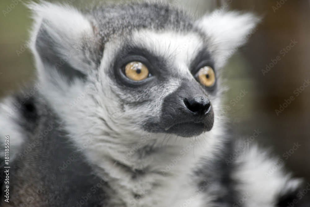 Obraz premium ring tailed lemur