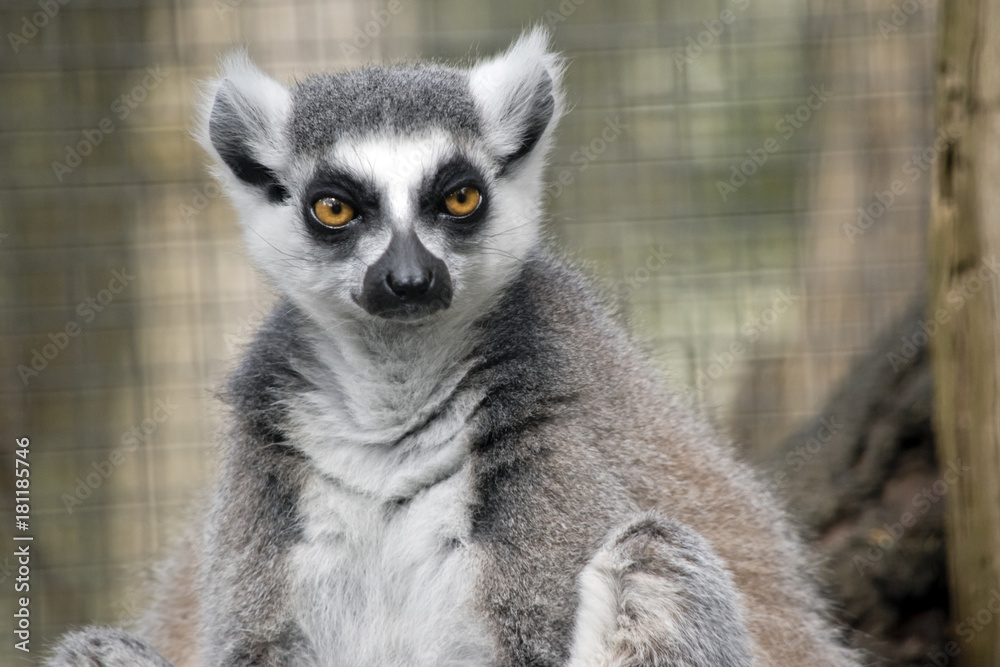Fototapeta premium ring tailed lemur
