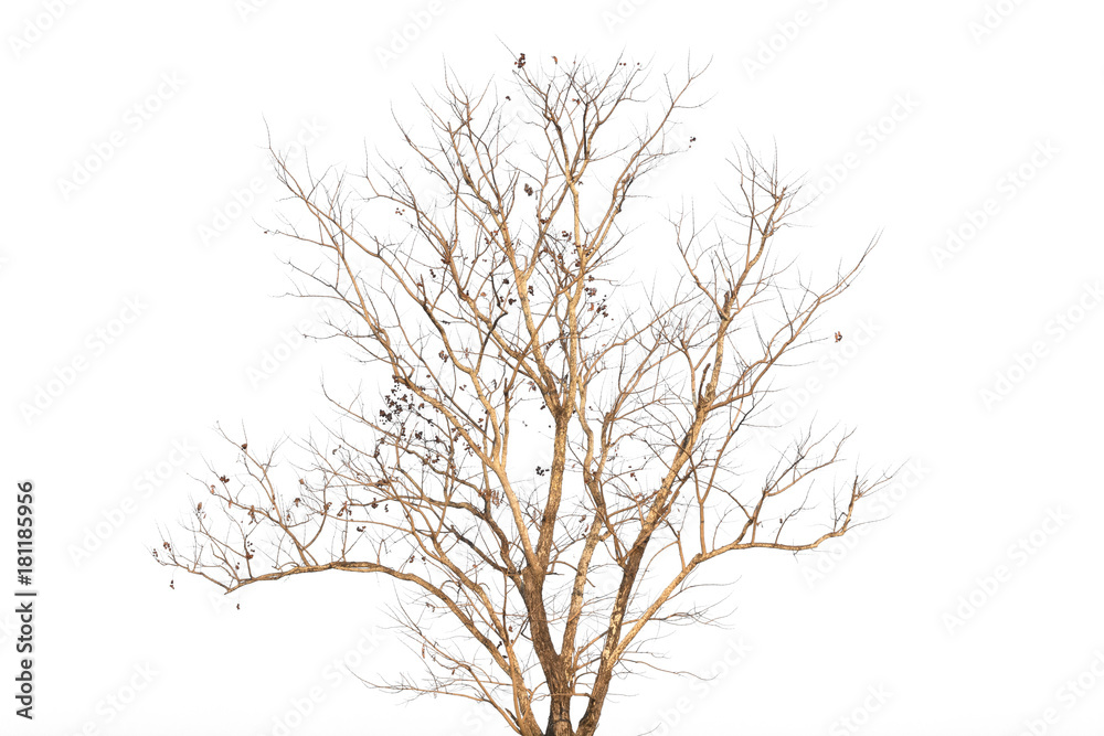 a bare tree with branches reaching up against a white background. There are a few small brown leaves on the branches. a bare tree with branches reaching up against a white background. There are a few small brown leaves on the branches.