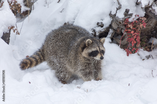 Young Raccoon in Snow