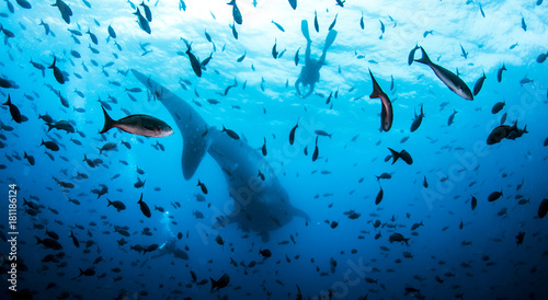 Whale Shark from the Galapagos Islands Ecuador SCUBA diving