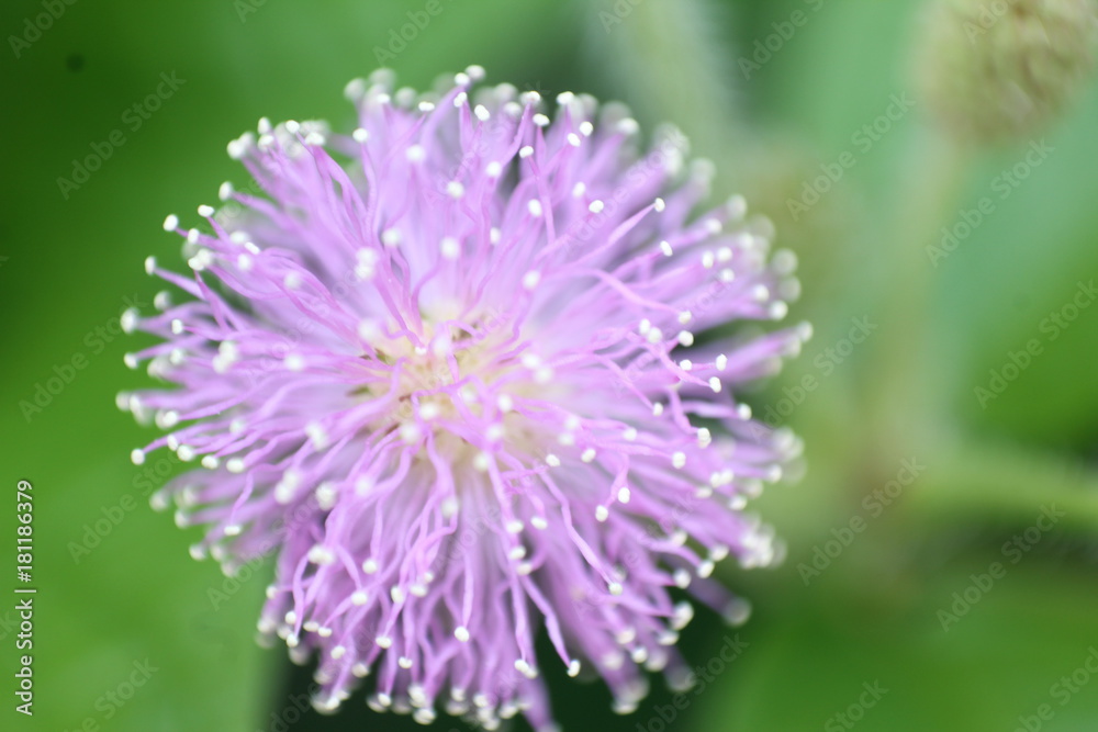 Fototapeta premium Pink Flower