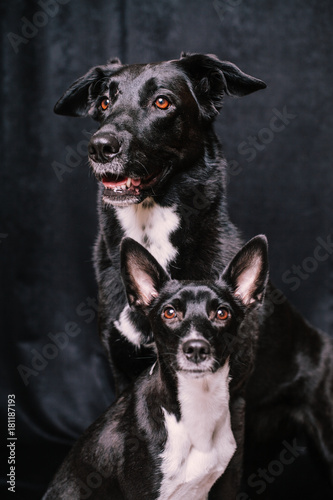 two Black white dogs inside the house © Khanykov
