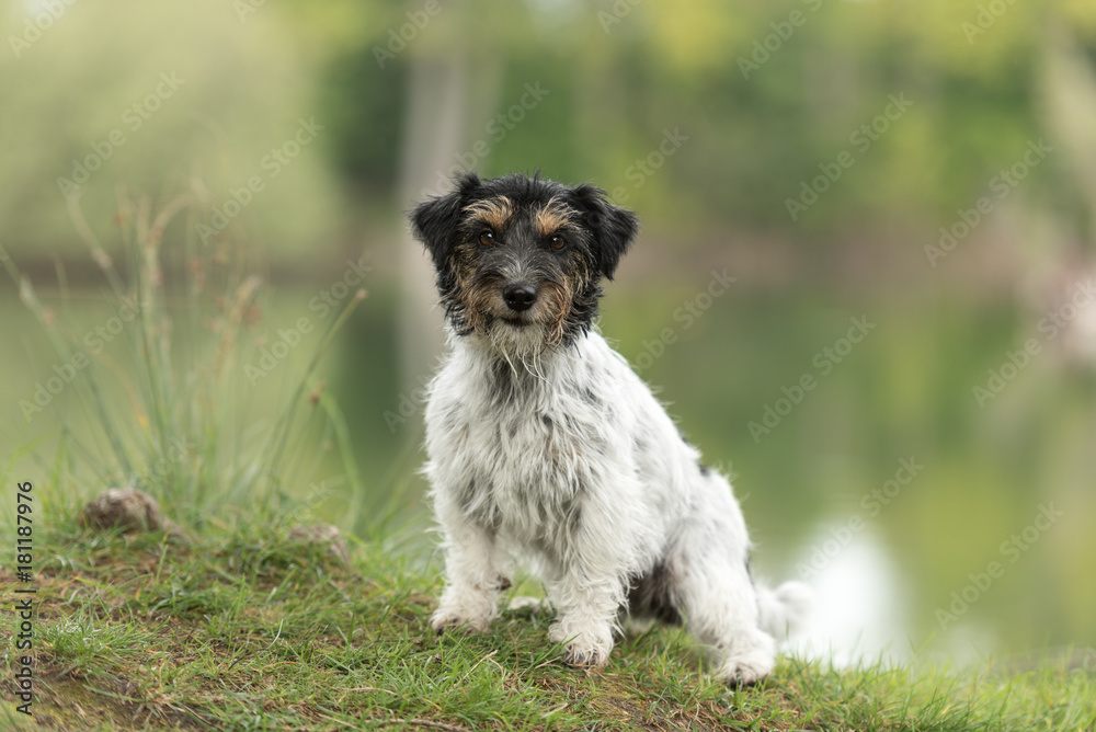Dog posing in warm light in front of a fairy-tale lake - Jack Russell bitch 2.5 years old