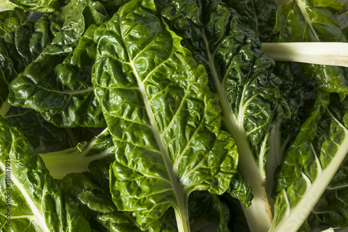 Raw Organic Green Swiss Chard