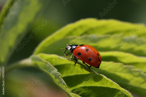 ladybird © Morgul