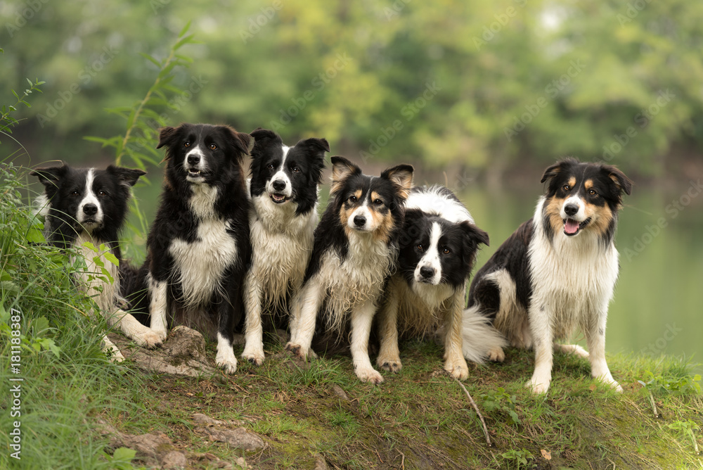 A pack of obedient dogs - Border Collies in all ages from the young dog to the senior
