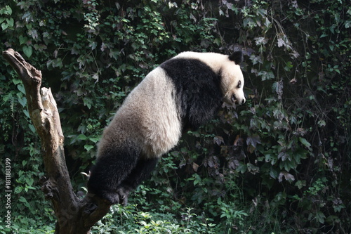 Fototapeta Naklejka Na Ścianę i Meble -  Giant Panda on the Tree, Chongqing, China