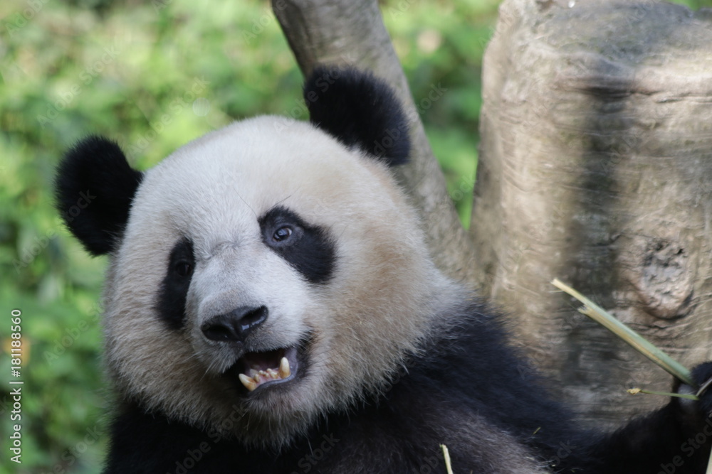 Giant Panda Cub is Eating Bamboo, Chengdu Panda Base, China Giant Panda Cub is Eating Bamboo, Chengdu Panda Base, China