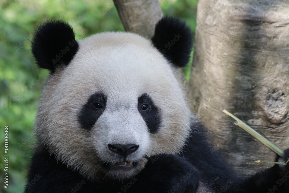 Giant Panda Cub is Eating Bamboo, Chengdu Panda Base, China Giant Panda Cub is Eating Bamboo, Chengdu Panda Base, China