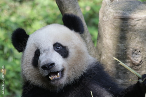 Giant Panda Cub is Eating Bamboo, Chengdu Panda Base, China © foreverhappy