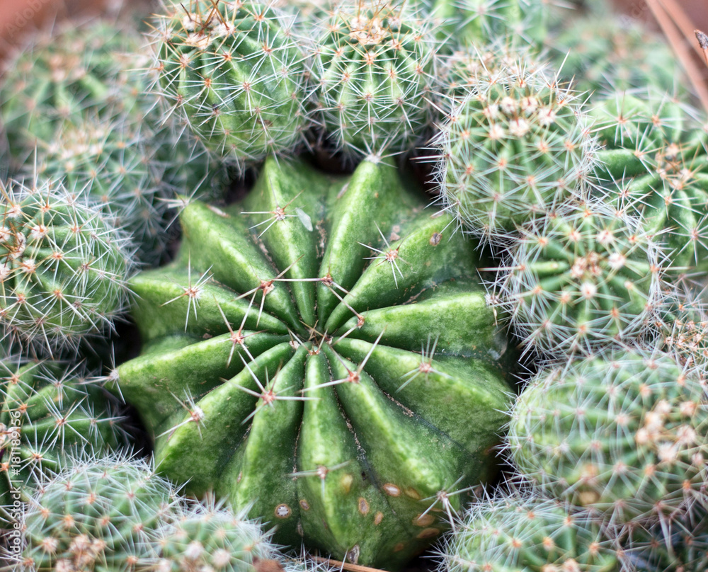 Cactus Cactus