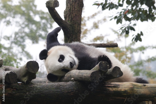 Fototapeta Naklejka Na Ścianę i Meble -  Sleeping Panda