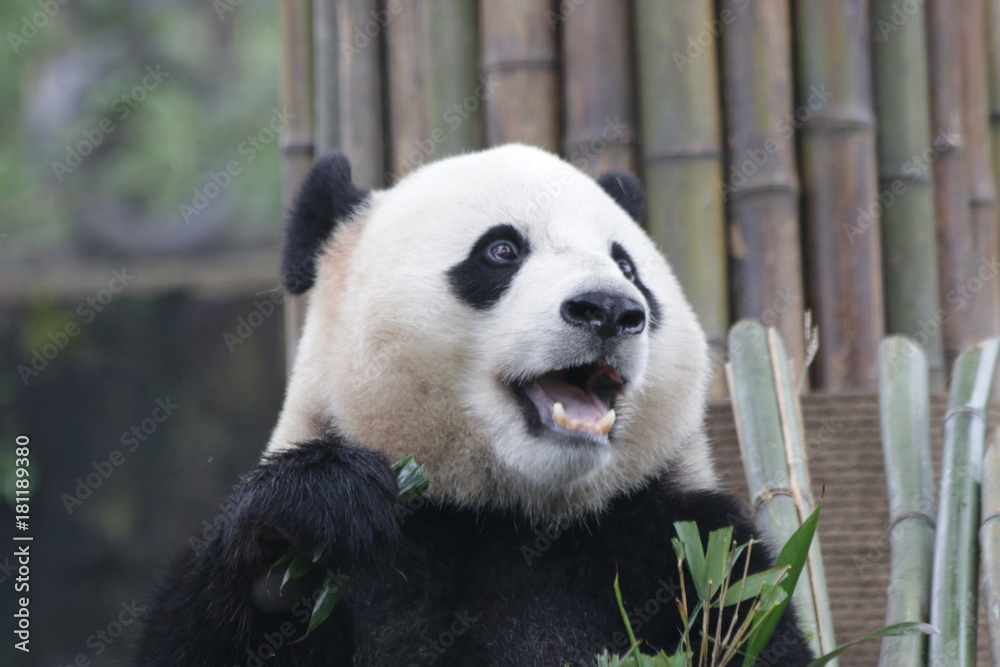 Obraz premium Giant Panda is Eating Bamboo Leaves