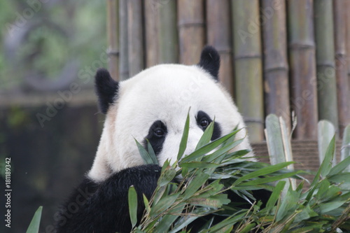 Fototapeta Naklejka Na Ścianę i Meble -  Giant Panda is Eating Bamboo Leaves