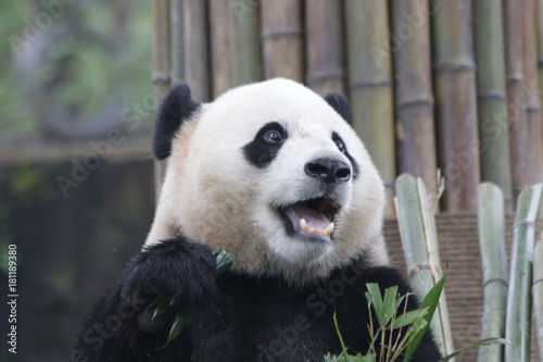 Fototapeta Naklejka Na Ścianę i Meble -  Giant Panda is Eating Bamboo Leaves