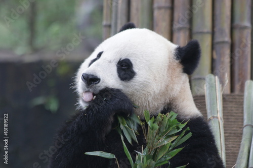 Fototapeta Naklejka Na Ścianę i Meble -  Giant Panda is Eating Bamboo Leaves