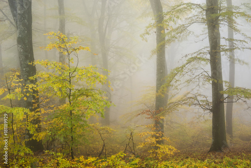 Beech forest in Autumn with fog