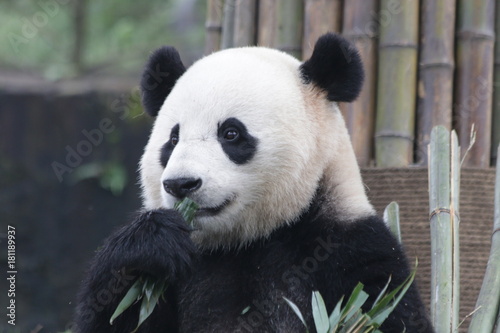 Fototapeta Naklejka Na Ścianę i Meble -  Giant Panda is Eating Bamboo Leaves,Bao Bao, China