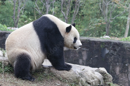 Famous Panda Name, Tai Chan.China Conservation and Research Center for the Giant Panda ( CCRCPG), Dujiangyan