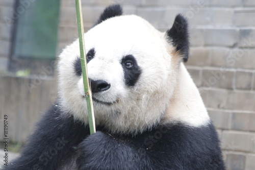 Fototapeta Naklejka Na Ścianę i Meble -  Giant Panda is eating Ba,boo, Dujiangyuan, China