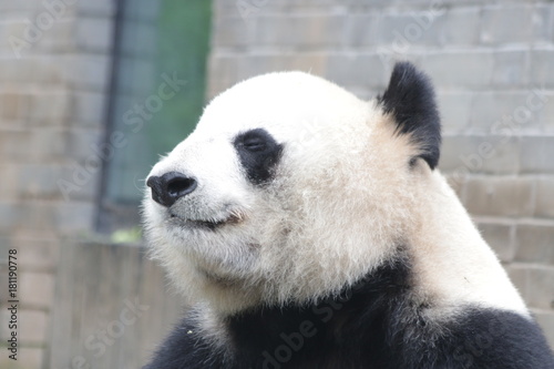 Fototapeta Naklejka Na Ścianę i Meble -  Giant Panda is eating Ba,boo, Dujiangyuan, China