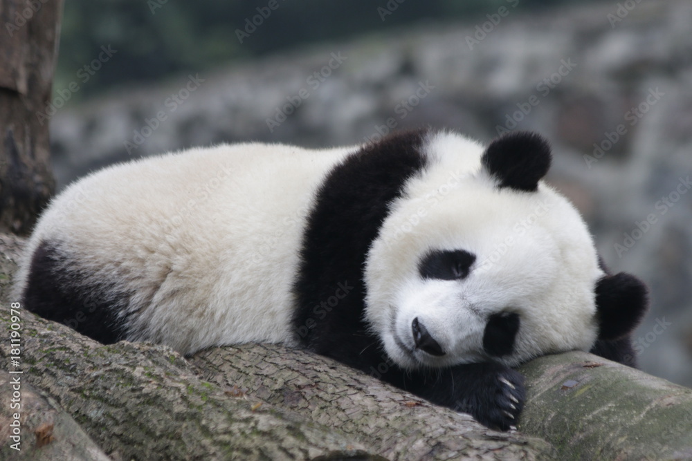 Sleeping Panda on the Wood Structure Sleeping Panda on the Wood Structure