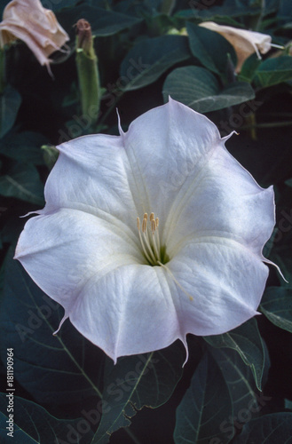 Sacred Datura photo