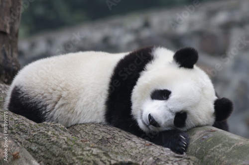 Fototapeta Naklejka Na Ścianę i Meble -  Sleeping Panda on the Wood Structure