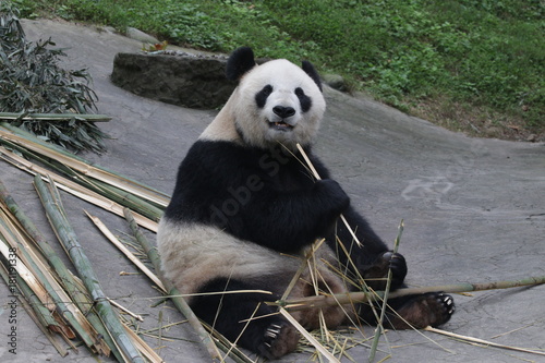 Fototapeta Naklejka Na Ścianę i Meble -  Giant Panda Cub Eats Bamboo, China